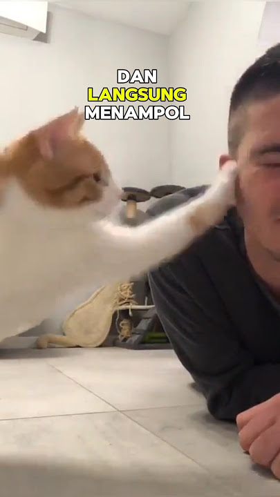 Kucing ini marah karena direkam sama pemiliknya,😾