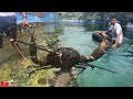 Di kali biru dapat kepiting babon  spearfishing indonesia