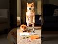 Mom dog is angry... until she sees the drawing 🥺 | shiba inu #shibaeternity