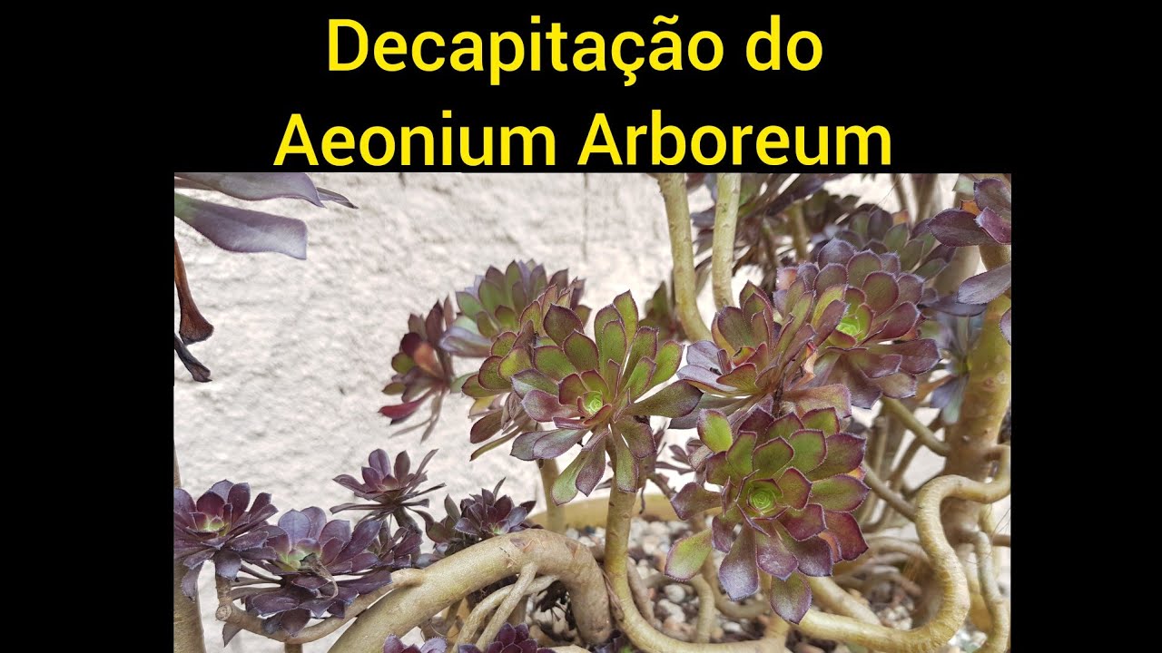 Decapitação do Aeonium Arboreum