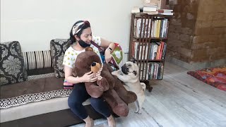 Simba reacts to his surprise gift 🎁 | Cute & Funny Pug Video