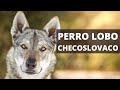 EL PERRO LOBO CHECOSLOVACO 🐺 CARACTERÍSTICAS Y TODO LO QUE DEBES SABER!