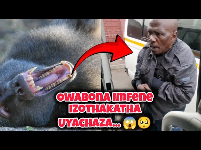 Owabona iMfene izothakatha uyachaza|| Yayithe... 😱 class=