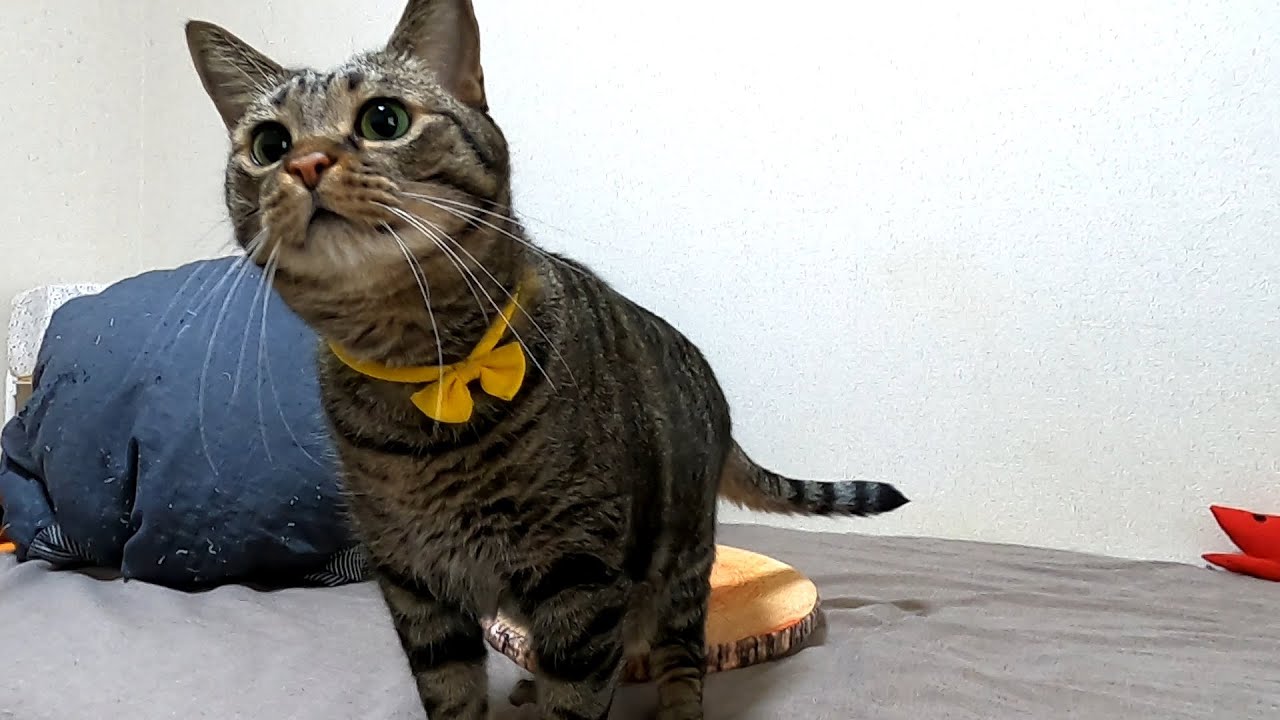 飽きっぽい性格の猫がいつまでも遊び続けられる釣り竿のおもちゃに出会えた日 Youtube