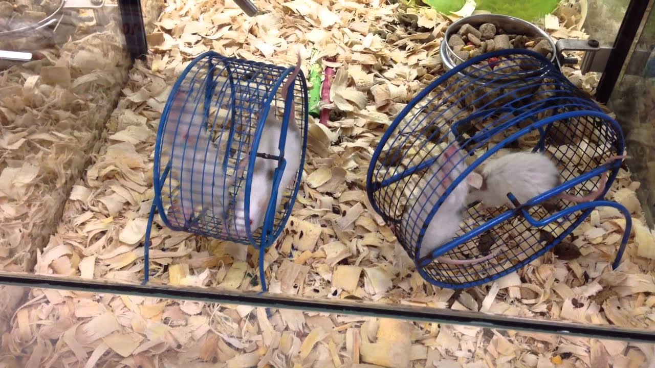 Rowdy mice at the pet store YouTube