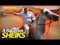 CAVALO ÁRABE, O CAVALO DOS PRÍNCIPES! | GUIA DE RAÇAS