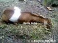 Kambing Kaki Dua Menggemparkan Warga Jateng