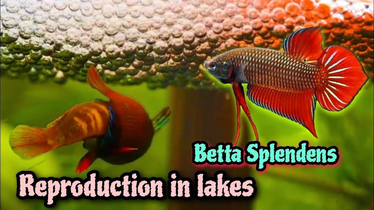 វីដេអូអត្ថបទ : និយាយអំពីរត្រីក្រឹមព្រៃ២ប្រភេទ‼️ពូជ Splendens និង ពូជ Imbellis❤️Video Thet official