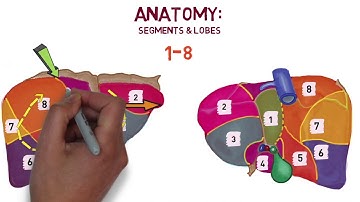 Liver Anatomy