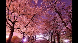 Cherry Blossom Sakura Matsuri Festival 2018 Branch Brook Park Newark #sakuramatsuri #cherryblossom