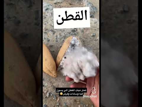 احد يعرف مكان القطن الطبيعي