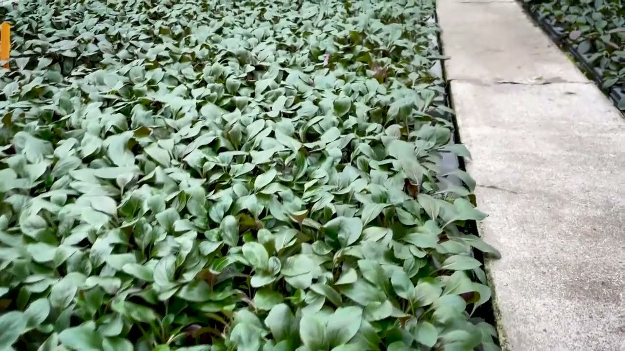 Lobelia Cardinalis at Aquafleur!