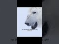 The Determination of Polar Bears in the Deep Antarctic.. 🤯