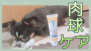 【愛犬Reyちゃん日記184】肉球ケア