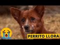 6 Emotivos Reencuentros De Animales Con Sus Dueños😭😭 | PARTE 2