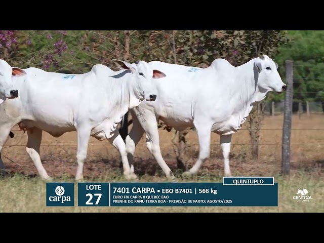 46º Mega Leilão Anual Carpa | LOTE 27