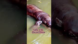 New baby MOODANG #moodeng #babyhippo #zoo #zooanimals