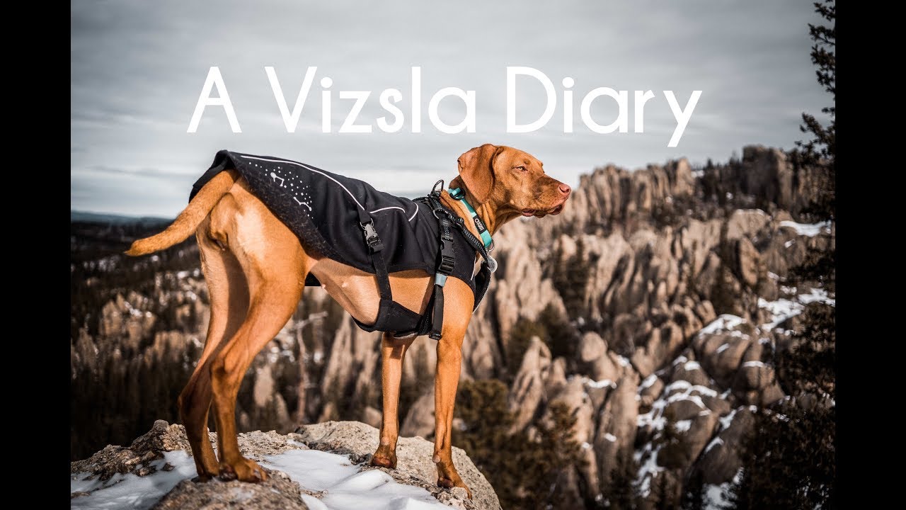 running with a vizsla