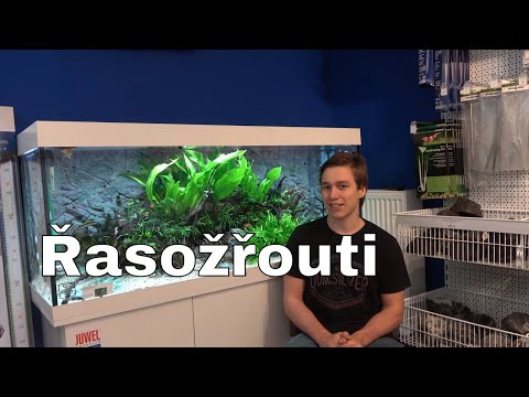 Video: Riasy - Užitočné Vlastnosti, Zloženie, Použitie