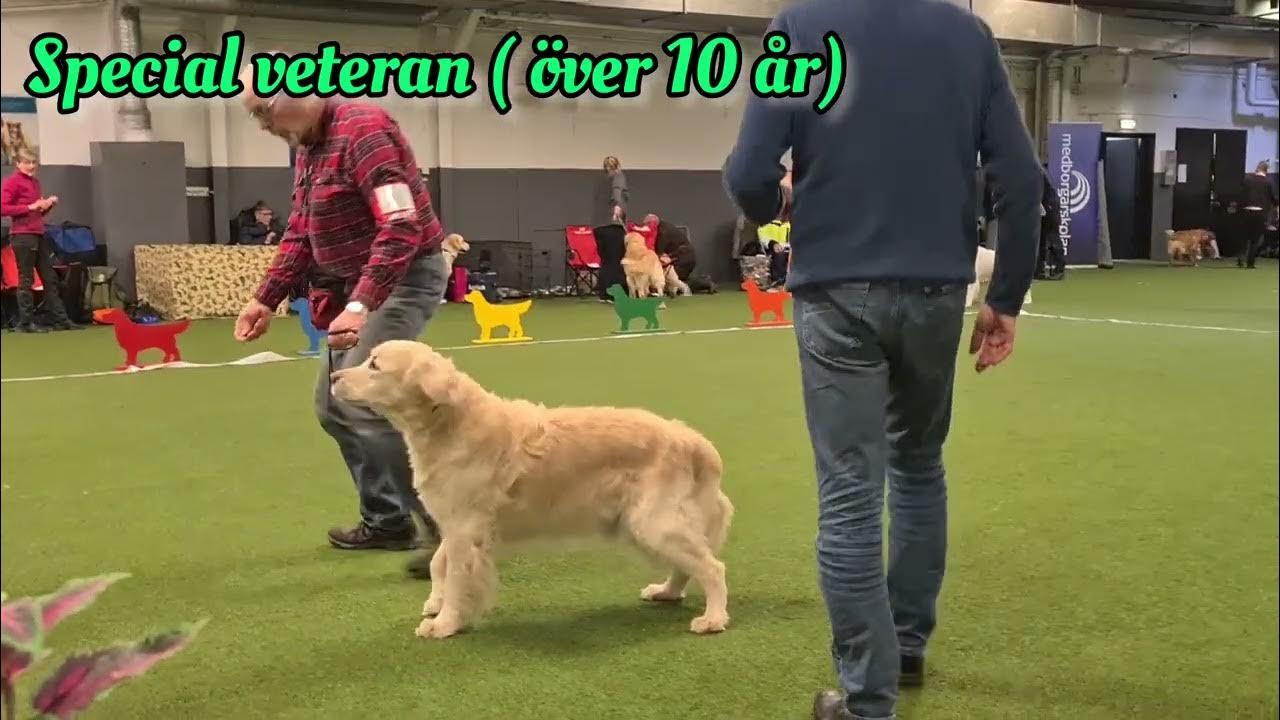 Open Show GRK Göteborg 230219 Konkurrensklasser golden retriever vuxna