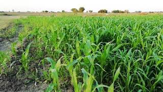 Large Scale Corn Production || Village lifestyle Punjab, Pakistan