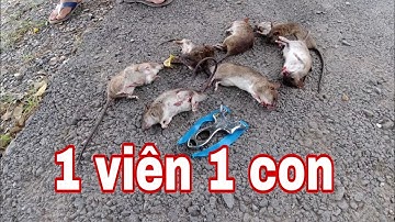 na cao su # săn chuột đồng 1 viên 1 con #