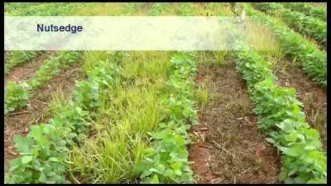 Soybean Cultivation: 13 Weed Control - Wessel van Wyk