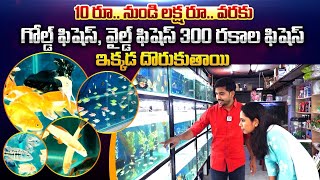 300 రకాల ఫిషెస్ ఇక్కడ దొరుకుతాయి  : Best Aquarium Shop In Hyderabad | Fishykart Aquarium Shop