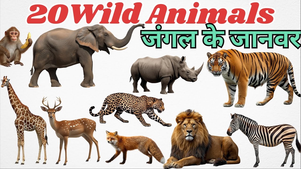 जंगली जानवर के नाम | 20 Wild Animals for Kids | Learn Animal Names in ...