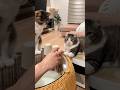 Why can’t human understand? #cat #cute #petsunited #catlovers #funnycats