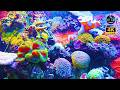 4K Ocean Sanctuary: 60 Minutes of Relaxing Piano Music &amp; Underwater Wonders for Sleep