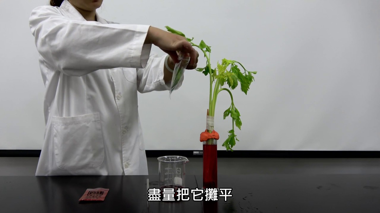 5 2 1植物世界 植物構造的觀察實驗示範 Youtube