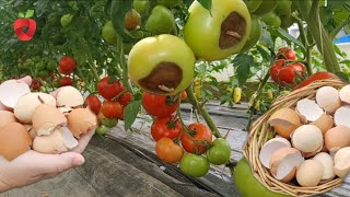 I never throw eggshells in the garbage  this is how you use them in the garden