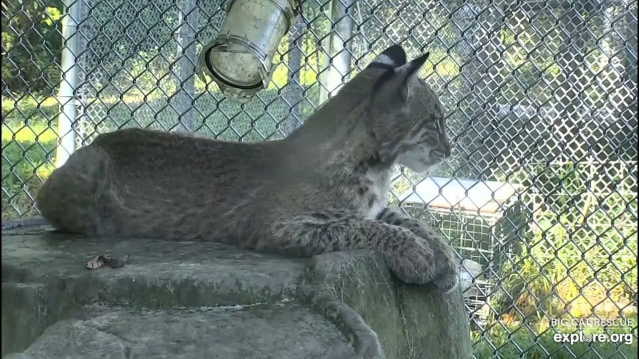 rehab-boys-kekoa-and-makani-rehab-bobcats-at-big-cat-rescue-youtube