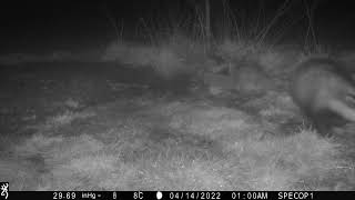 New Forest Explorers Guide - Badgers