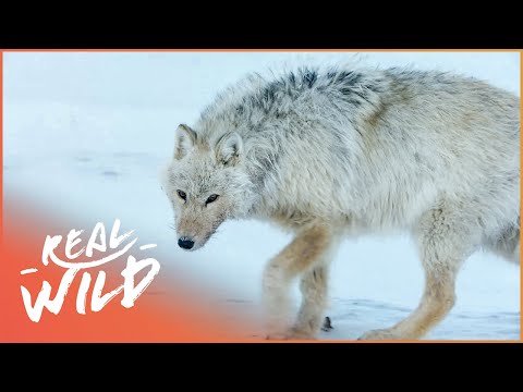 Canada&#039;s White Wolves: Ghosts Of The Arctic | 4K Wildlife Documentary | Real Wild