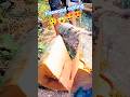 firewood cutting chainsaw! #wood #firewood #stihl #shorts #chainsaw #treecutting #treefelling #how