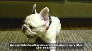 Manny the Frenchie's Owner Discusses his Favorite Airline