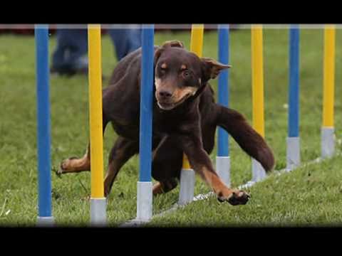 Agility Kelpie`s 2010.wmv - YouTube