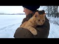 Walking with a cat through the forest // Snowy forest // Winter fox.