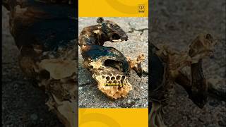 Bees Mummified This Mouse! 🤯🐝 #BeehiveSecrets #MindBlowingFacts #NatureIncredible #ScienceFacts