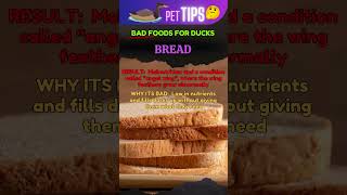 What NOT to Feed Your Duck! | Dangerous Foods for Ducks  #DuckCare #PetDucks #DuckFeedingTips