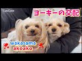 《初公開》ヨーキーの交配！全部見せます！【チャオカーネ】