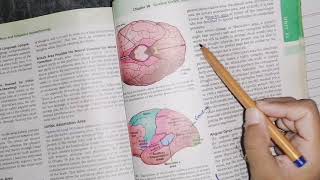 Interpretative area of cerebral cortex, guyton 58 part 3, Wernicke's Area, motorphysiology