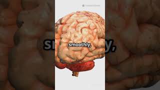 Exploring the Brain: Cerebellum & Midbrain