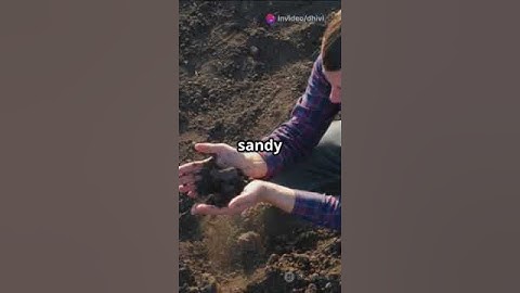 Nutrient Management in Sandy Wild Blueberry Soils #soil #farm #sciencefather #researchers #farming