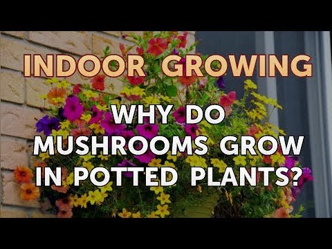 Why Do Mushrooms Grow in Potted Plants?