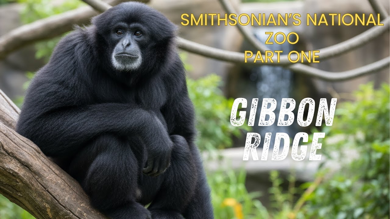 Smithsonian's National Zoo Full Tour 2025 - Part One