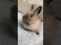 Кролик Дафи