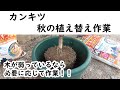 カンキツ　秋の鉢増し・植え替え